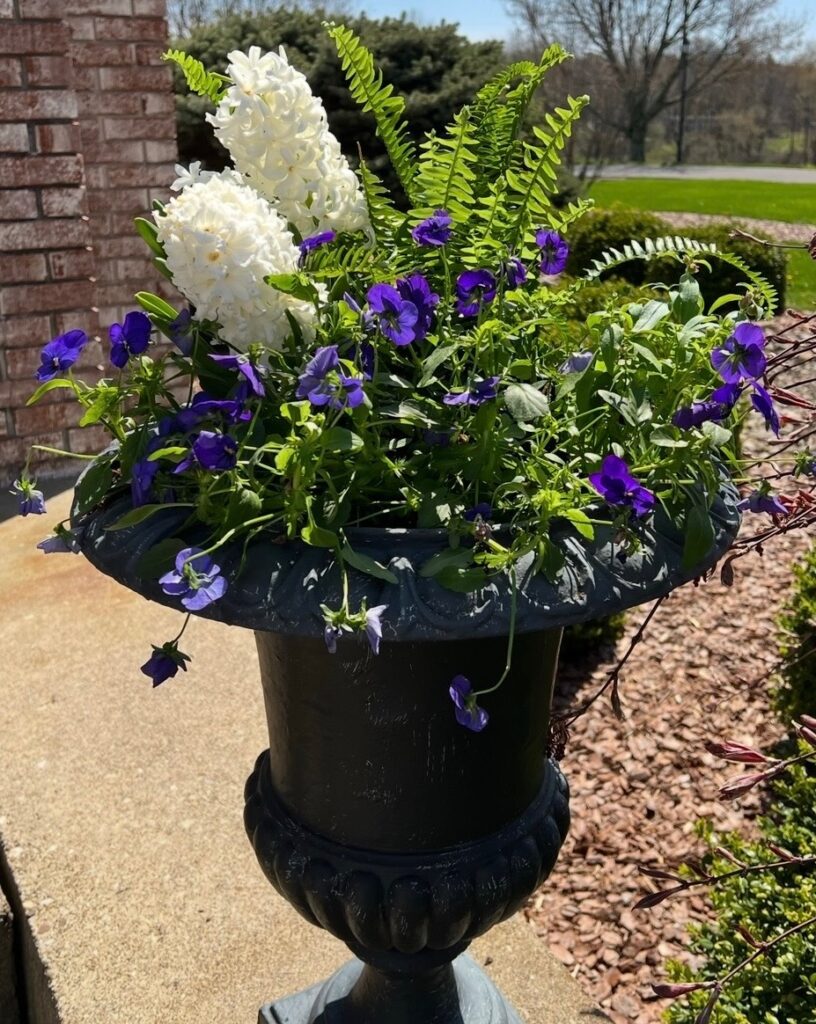 A black urn planter filled with white hyacinths, purple pansies, and green ferns sits on a sunny outdoor patio with brick, bushes, and a lawn in the background.