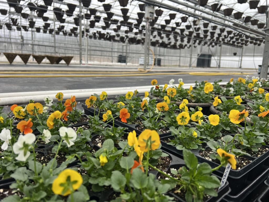 Rows of small orange, yellow, and white flowers grow in pots inside a large greenhouse, with hanging containers visible in the background and irrigation pipes running along the floor.