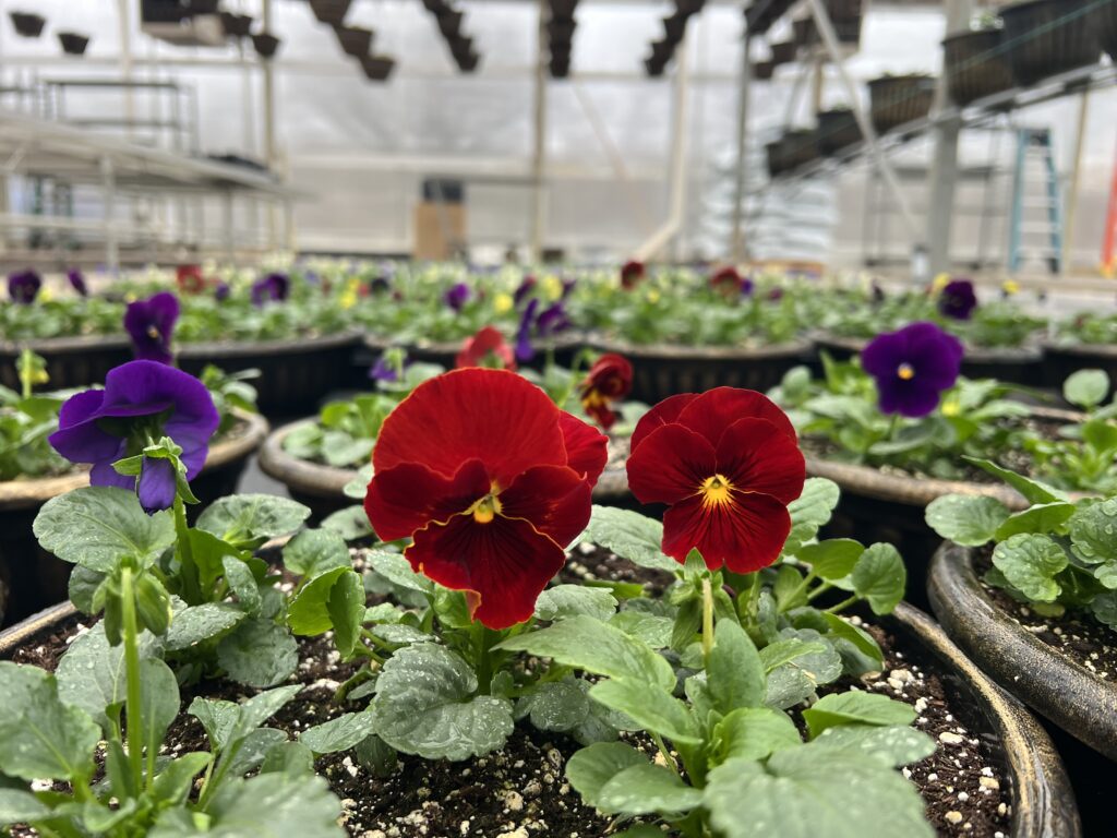 Close-up of red and purple pansy flowers growing in pots inside a greenhouse, with rows of similar plants and gardening equipment visible in the background.