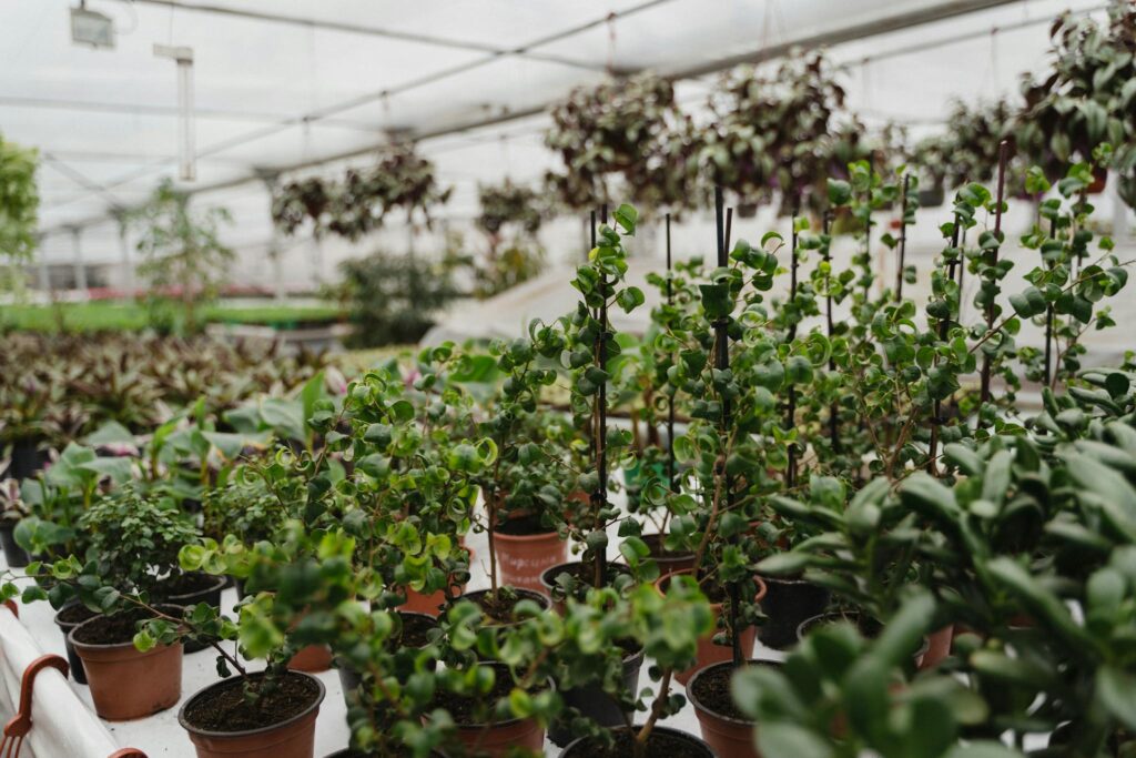 A variety of potted plants thriving in an indoor greenhouse, showcasing lush green foliage.