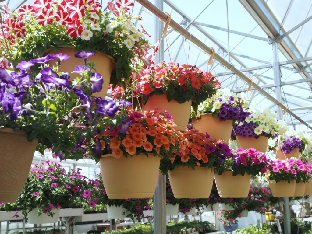 Colorful hanging baskets of petunias in a sunny greenhouse in Ivyland, Pennsylvania.