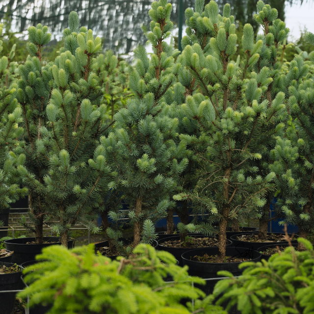 Several young pine trees growing in black pots, with dense green needles, are arranged closely together in an outdoor nursery setting.