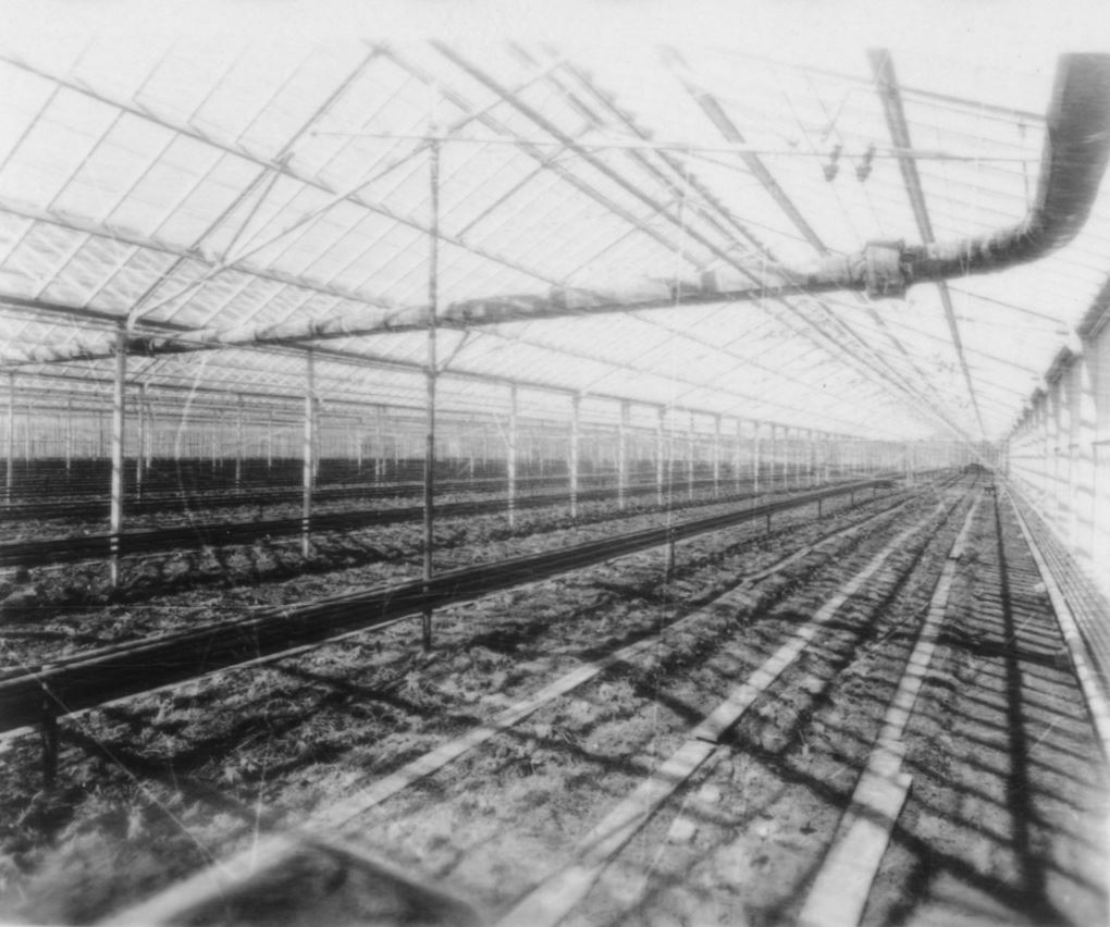 Black and white photo of the interior of a large, empty greenhouse, with rows of soil beds and metal pipes running along the ceiling and walls under a glass roof. Shadows create lines across the ground.