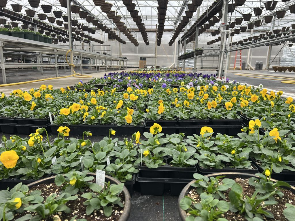 Trays of yellow and purple flowers grow in rows inside a greenhouse at a garden center in Zanesville, Ohio, with hanging pots above and sunlight streaming through the glass roof.