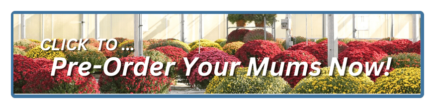 Rows of colorful chrysanthemum plants in a greenhouse at a local plant nursery with text: Click to... Pre-Order Your Mums Now!.